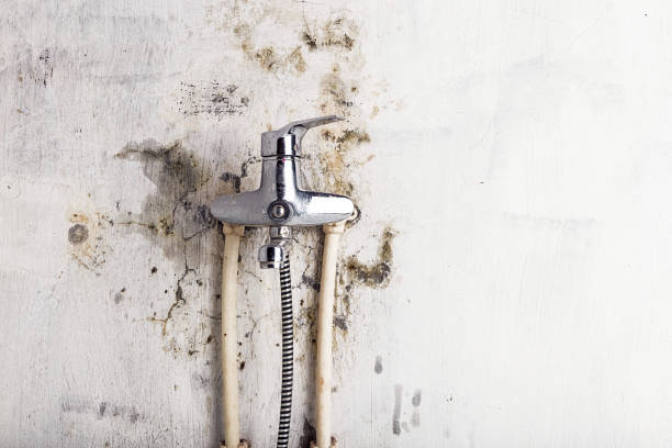 Rio Rico, AZ Mold Remediation Company