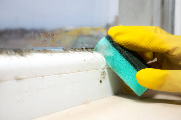 Best Mold Testing and Inspection Services in Rio Rico, AZ