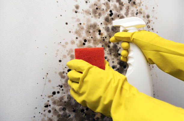 Best Bathroom Mold Remediation in Rio Rico, AZ